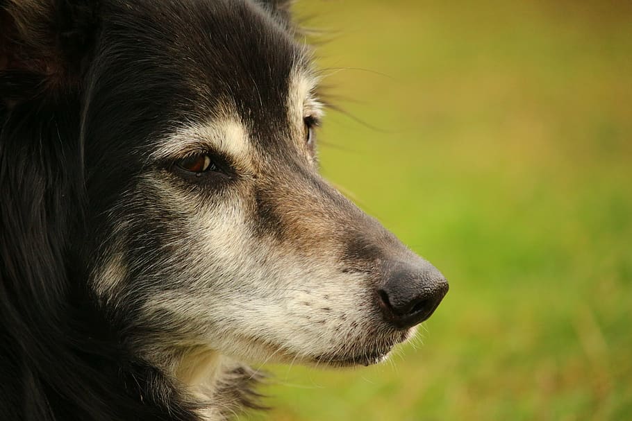 perro, border collie, perro de pastoreo, perro pastor británico, border, collie, perro de raza pura, mascota, un animal, temas de animales