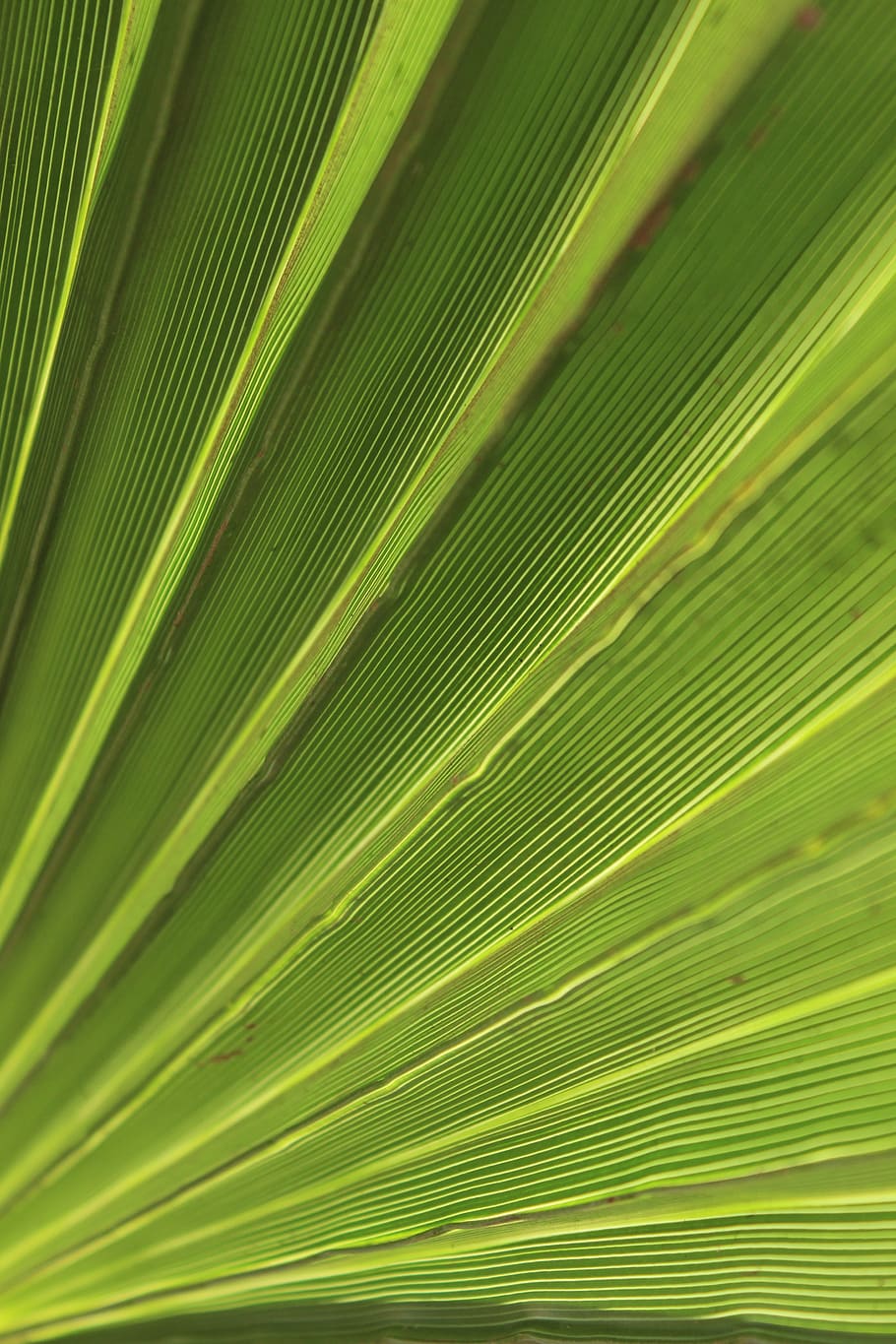 verde, palma, folha, tropical, verão, planta, exótica, natural, folhagem, palmeira