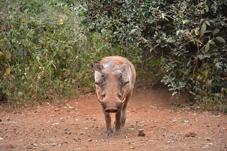 Warthog, Pig, Wildlife, Animal, Safari, african, wild, boar, hog, game