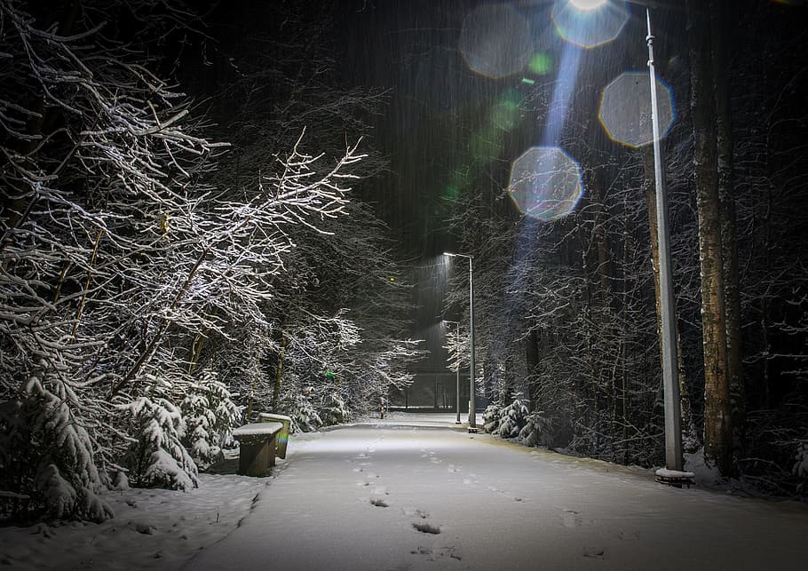 snow, winter, lights, the glare, tracks, night, tree, cold temperature, plant, the way forward