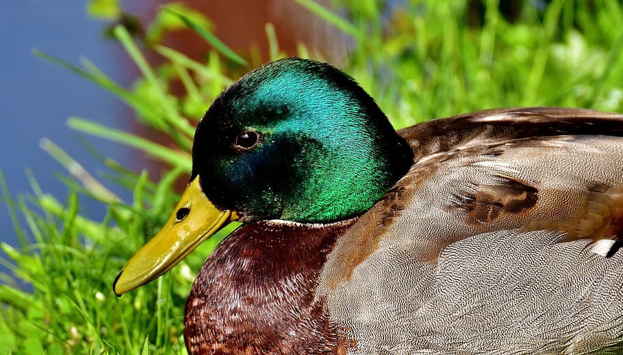 foto de foco, fêmea, pato, pato selvagem, prado, descanso, drake, ave aquática, pássaro pato, animais