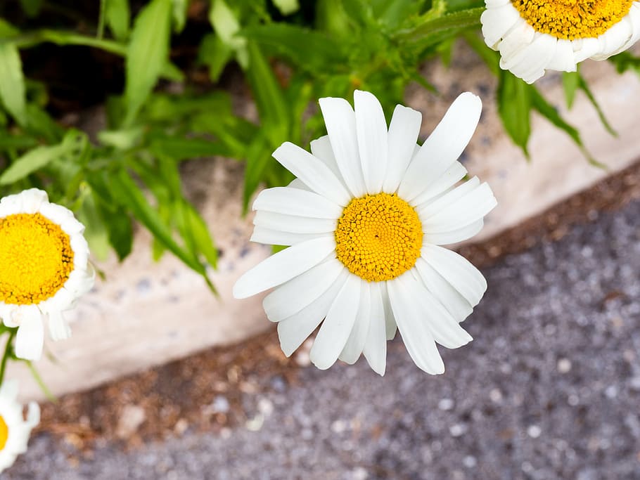 close-up photography, white, daisy flower, petal, yellow, flower, garden, nature, plant, outdoor