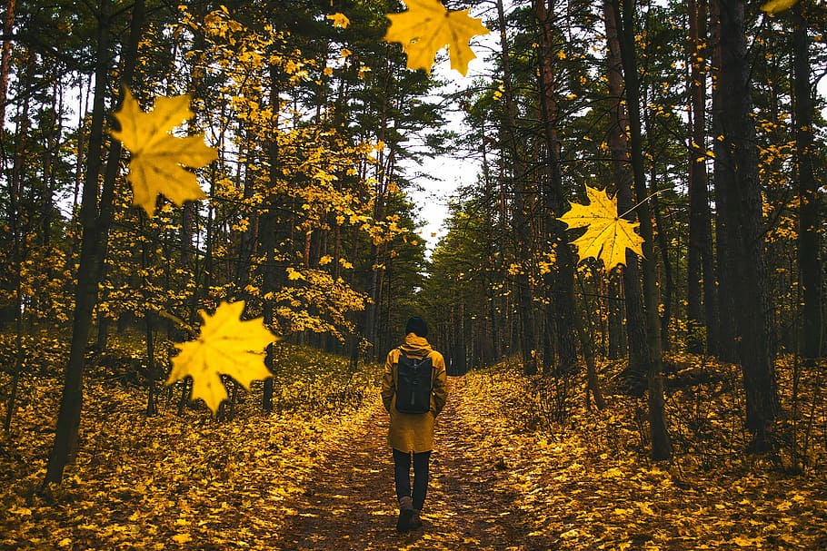 person, walking, forest, fall, autumn, man, falling leaves, colorful, landscape, scenic