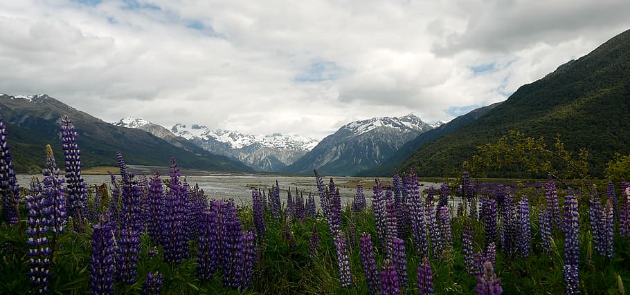 ニュージーランド, 風景, アート, 新しい, 水, 観光, パノラマ, 雪, 山, 南部