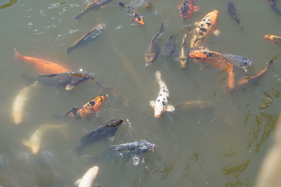 koi, fish, water, carp, pond, koi carp, swim, water surface, garden pond, orange