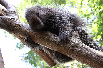 prehensile tailed porcupine for sale