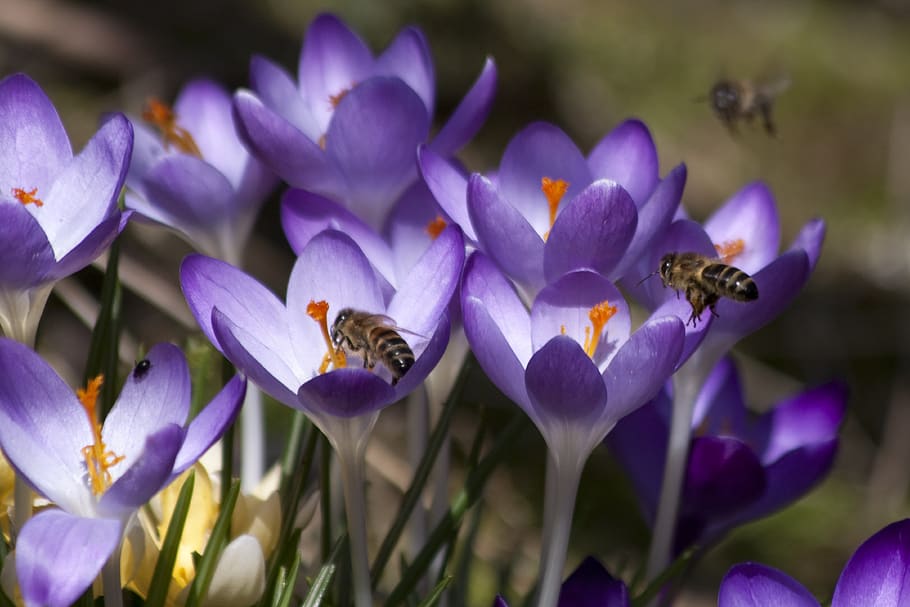 açafrão, schwertliliengewaechs, açafrão da primavera, flores, flor, flora, natureza, violeta, abelhas, polvilhe