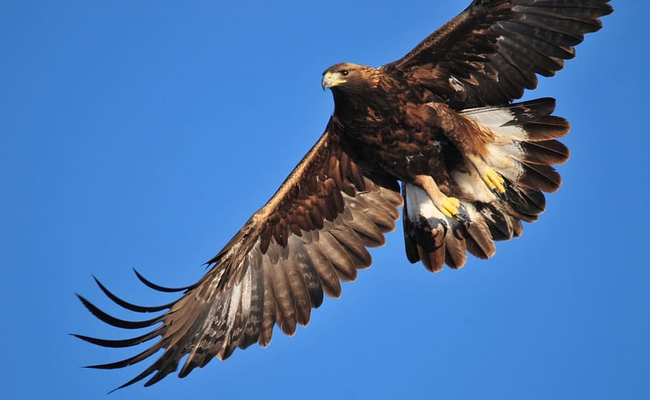 flying, black, white, hawk, blue, sky, golden eagle, soaring, bird, raptor