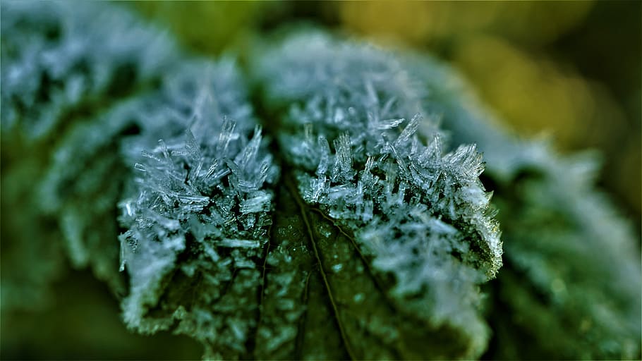 eiskristalle, leaf, grün weiß, frost, weather, frost weather, macro, background, structure, autumn