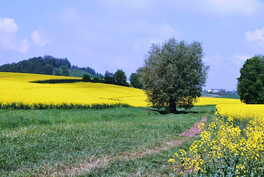 germany, field, flowers, grass, tree, hill, plant, yellow, beauty in nature, tranquil scene