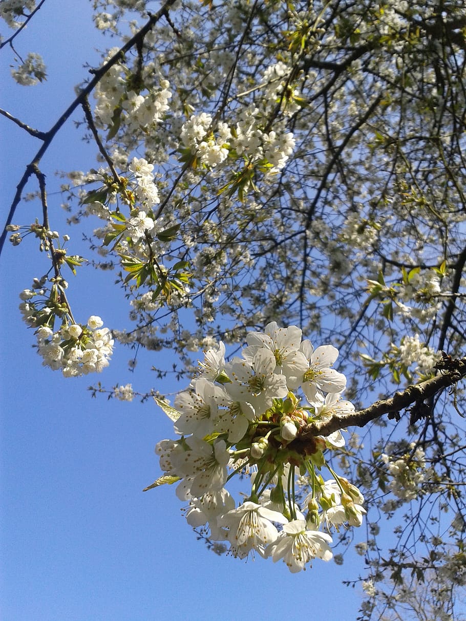 Деревья цветущие летом