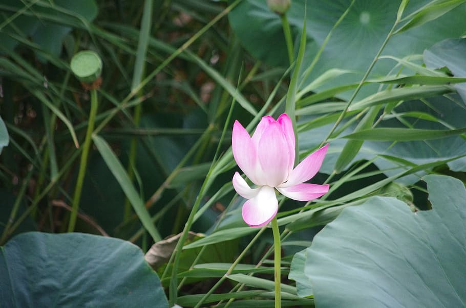 picturesque, lotus, baiyangdian, dainty, flower, plant, flowering plant, freshness, beauty in nature, growth