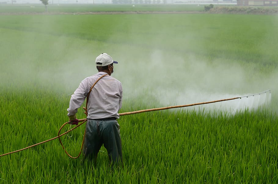 man, wearing, white, dress shirt, holding, yellow, sprayer, herbicide, avignon, in rice field