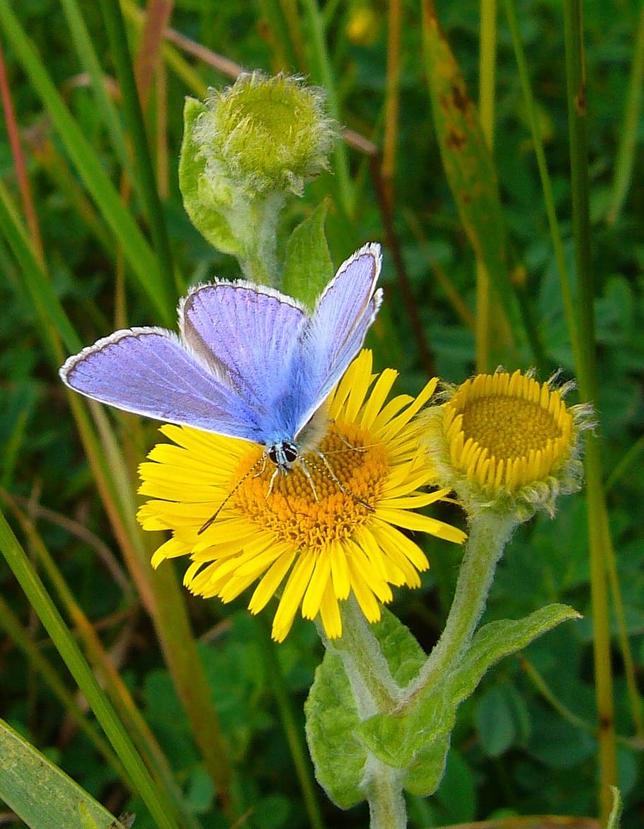 purple, butterfly, yellow, sunflower, common blue, polyommatus icarus, nature, yellow flower, wild flower, insect