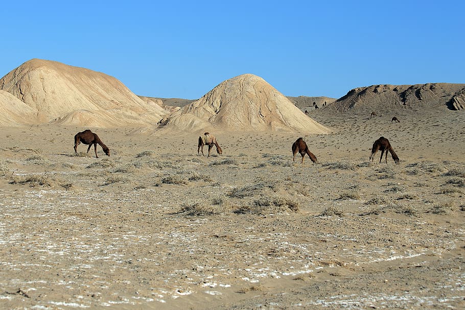 iran, qom province, animal, nature, lifestyle, camels, kavir national park, desert, mammal, land
