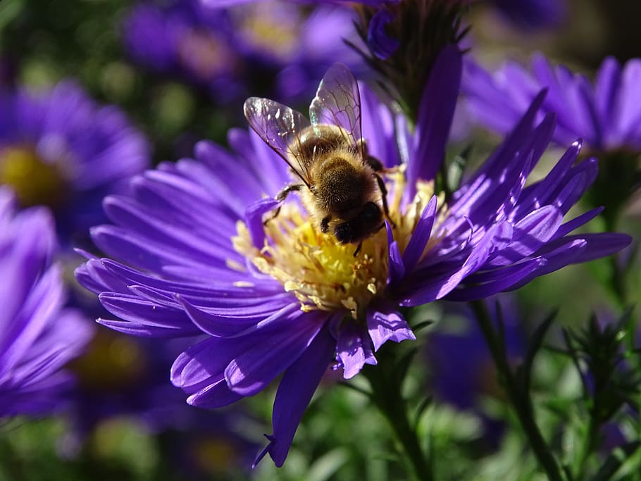 lebah, aster, h, herbstaster, serangga, violet, akhir musim panas, lebah madu, bunga, tanaman berbunga