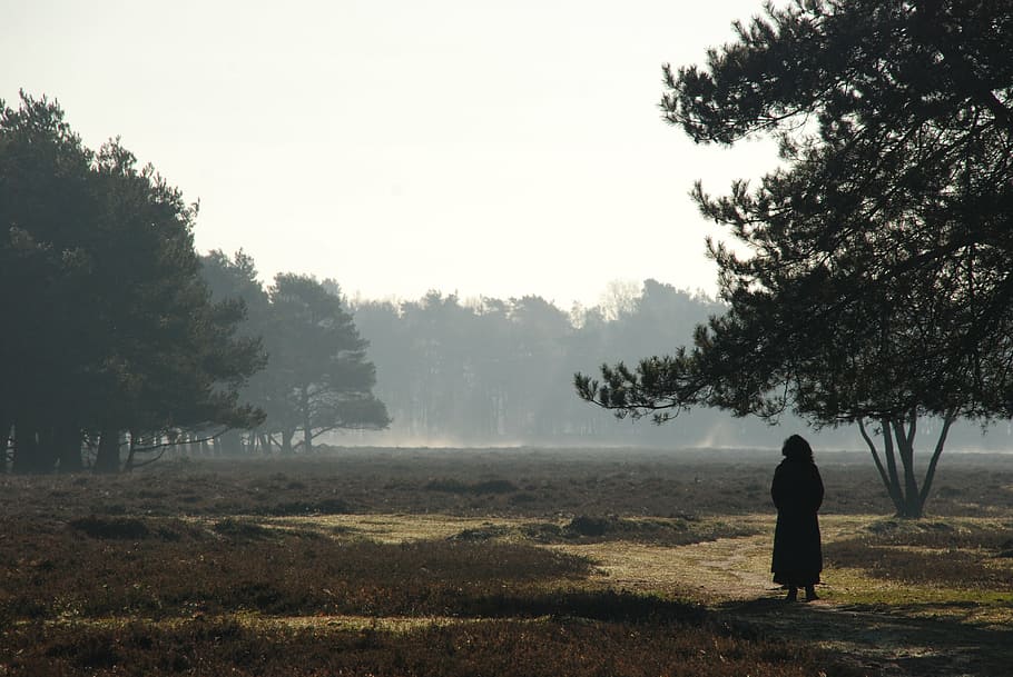 silhouette, person, standing, barren, field, foggy, day, nature, landscape, forest