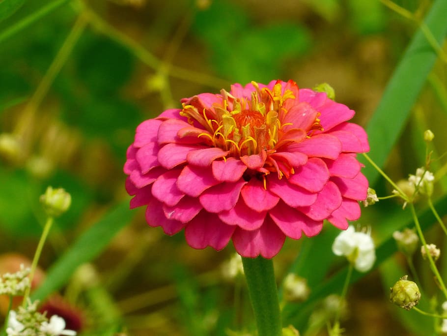 zinnia, zinniae, colorful, composites, red, red orange, flower meadow, flowering plant, flower, plant