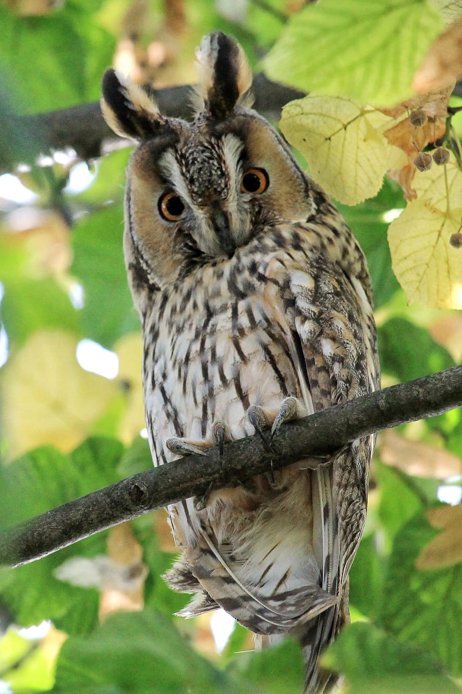 black, brown, owl perch, tree branch, Long Eared Owl, Scops-Owl, Bird, owl, wild bird, wildlife photography