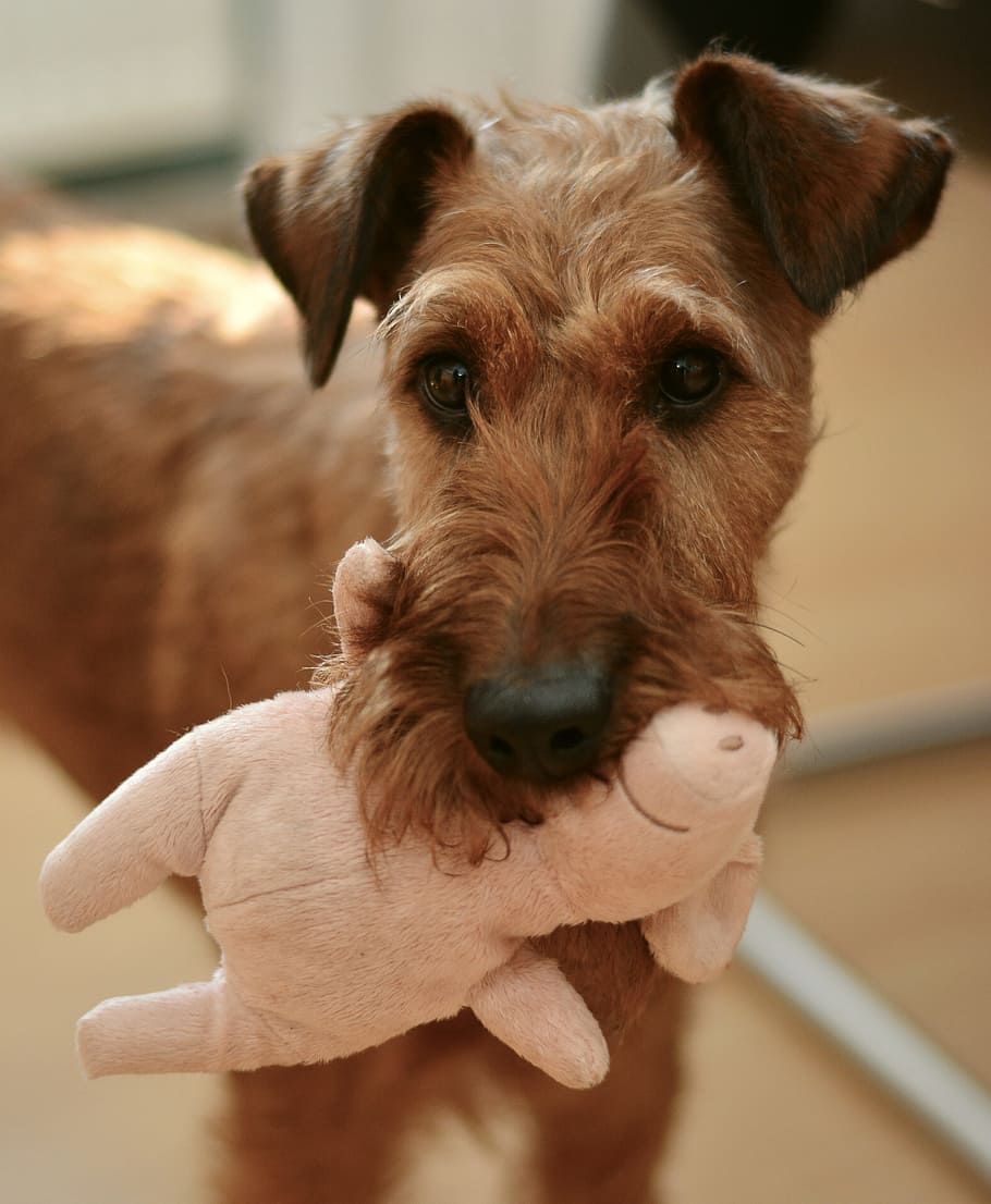 tan, lakeland terrier, biting, pink, pig, plush, toy, dog, irish terrier, hundeportrait