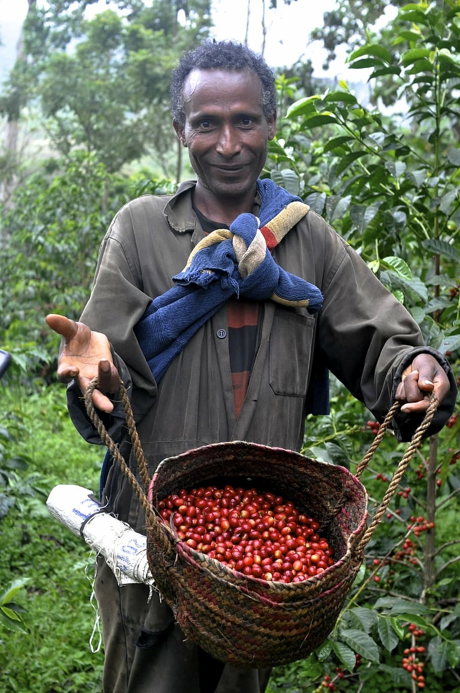 ethio, coffee, farm, men, agriculture, outdoors, people, harvesting, one Person, nature