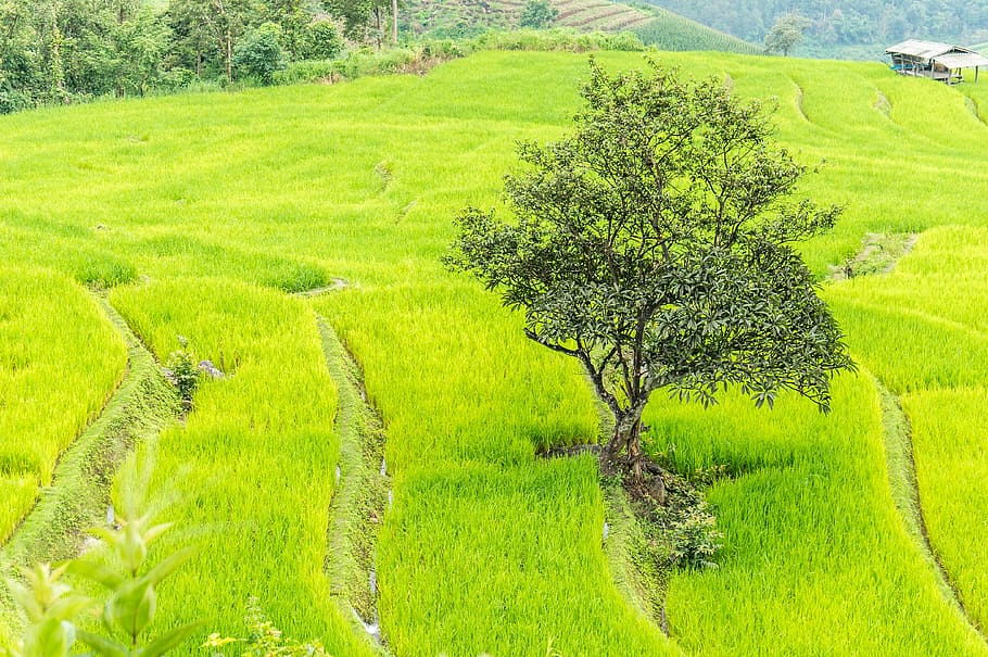tree, grass field, rice field, chiang mai, thailand, paddy, agriculture, field, farm, landscape