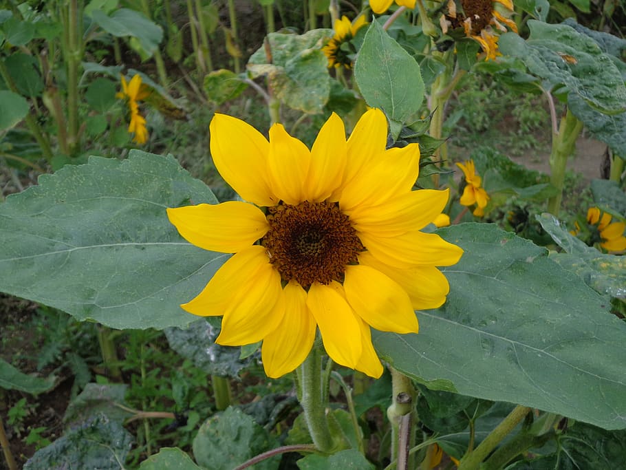 bunga matahari, kuning, musim panas, cerah, alam, bunga, secara individual, tanaman, tanaman berbunga, menanam