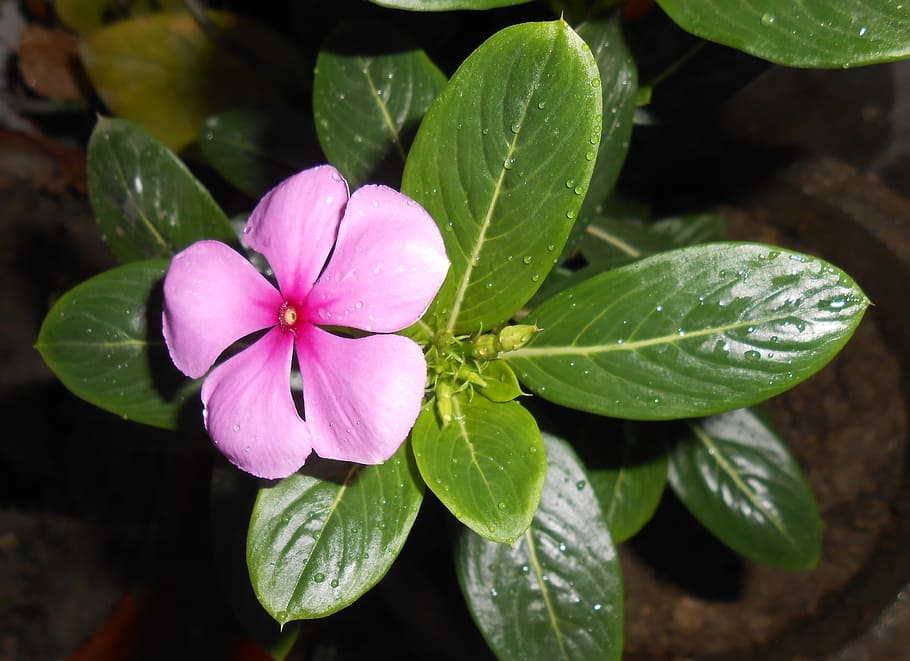 pink, periwinkle flowers, pot, flower, madagascar periwinkle, nityakalyani, indian medicinal plant, indian, medicinal, medicine