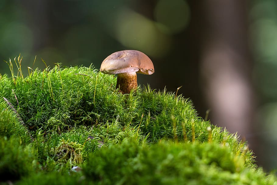 selective, focus photography, brown, mushroom, green, grass, gallenröhrling, uneatable, rac, fungus