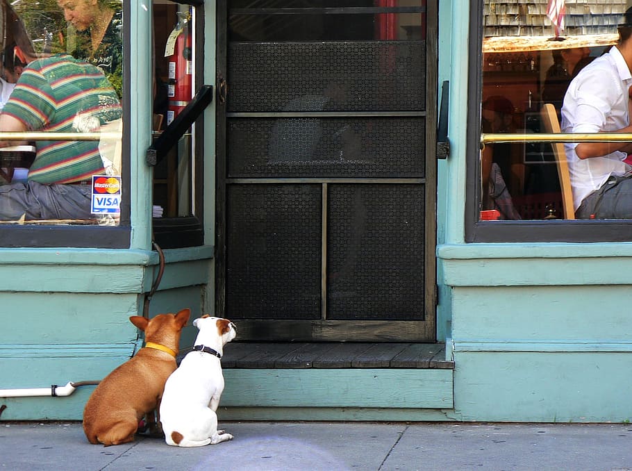 two, adult, white, brown, chihuahua, sitting, front, restaurant door, dog, human