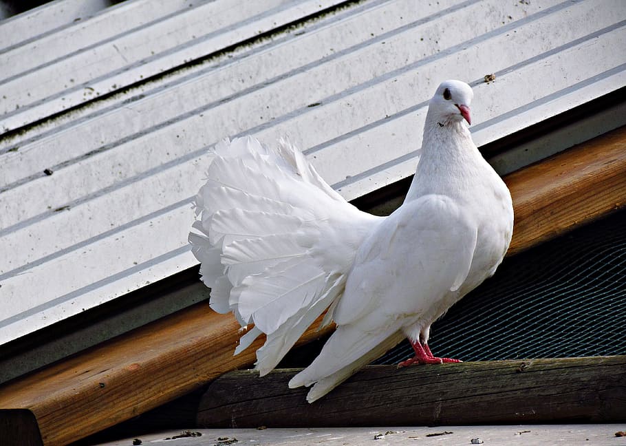 white fan-tail pigeon, dove, white, bird, wings, dom, nature, pigeons, animal themes, animal