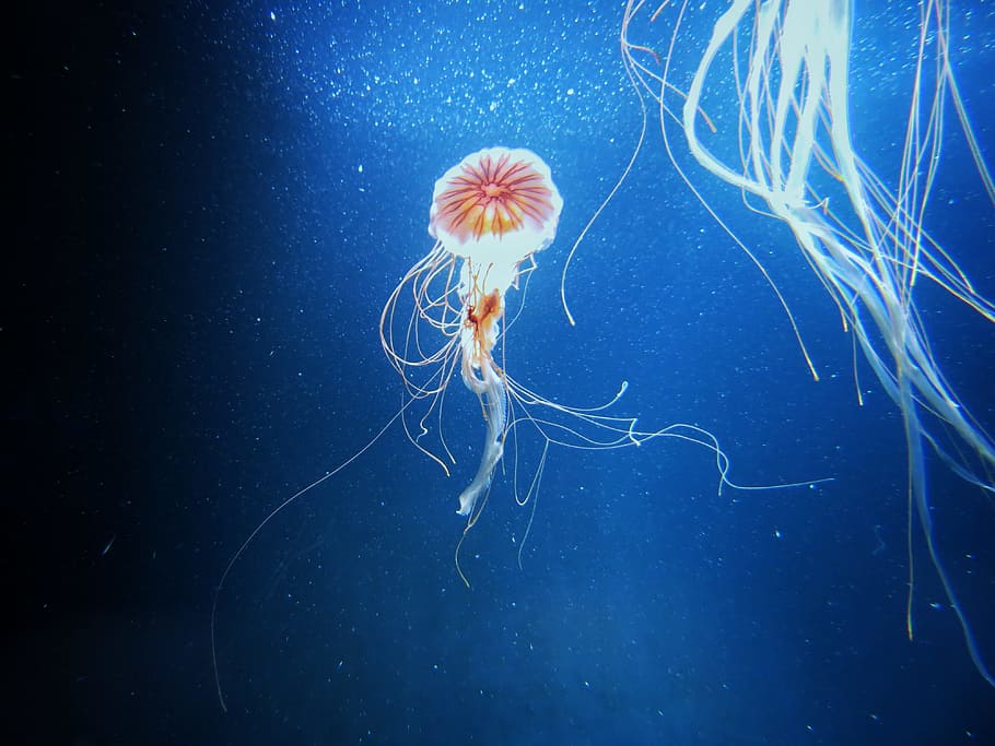 Jellyfish, Water, Sea, Zoo, Aquarium, zoo, aquarium, toxic, tentacle, pain, underwater