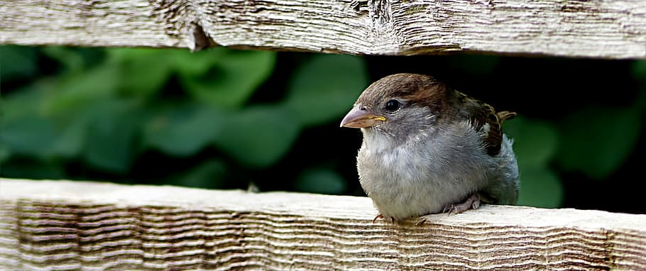 selective, focus photo, brown, sparrow perching, wooden, pavemenet, animal, bird, sparrow, sperling