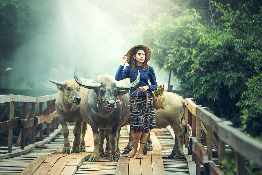 animales, asia, búfalo, camboya, camboyanos, china, agricultor, tierras de cultivo, niña, malasia