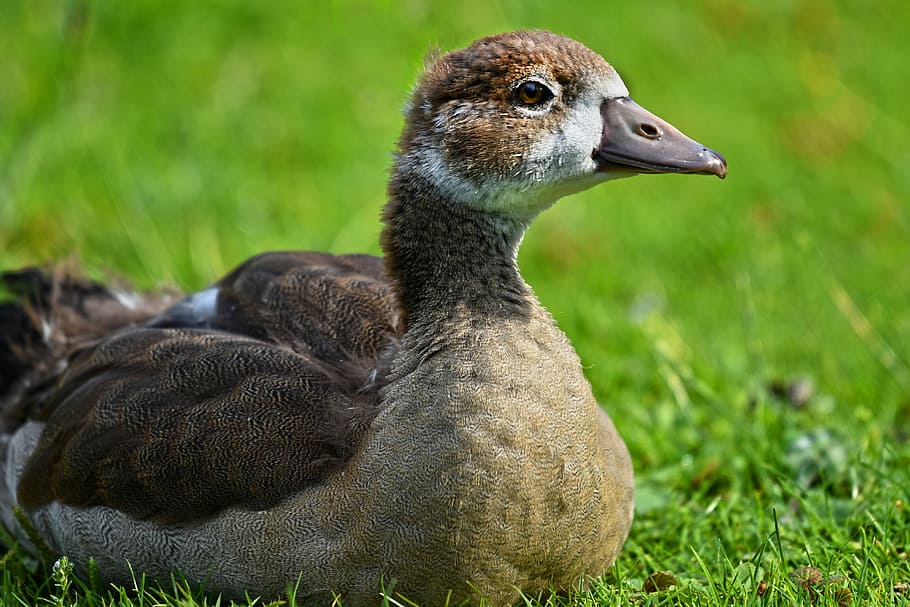 female, mallard dock, lying, green, grass, nile goose chick, duck, bird, waterbird, waterfowl