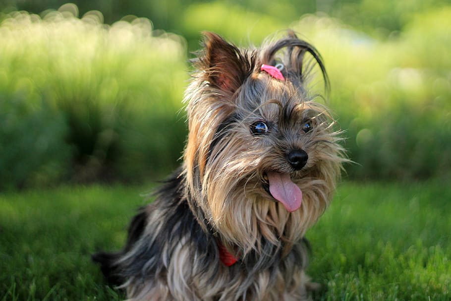 yorkshire terrier, dog, puppy, animal, pet, tongue, cute, canine, one animal, domestic
