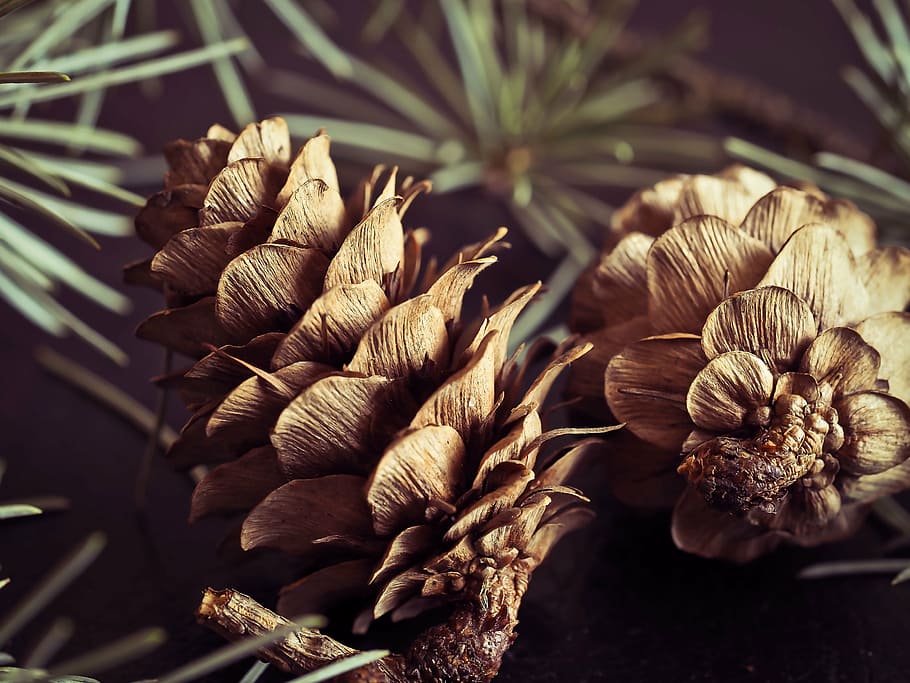 pine cones, fir, tap, tree, forest, nature, brown, needles, softwood, brown tap