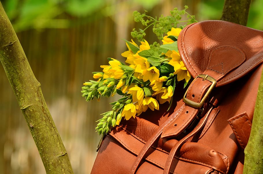 knapsack on tree, backpack, brown leather, closure, buckle, leather seam, leather goods, bouquet, goldfelberich, yellow flowers