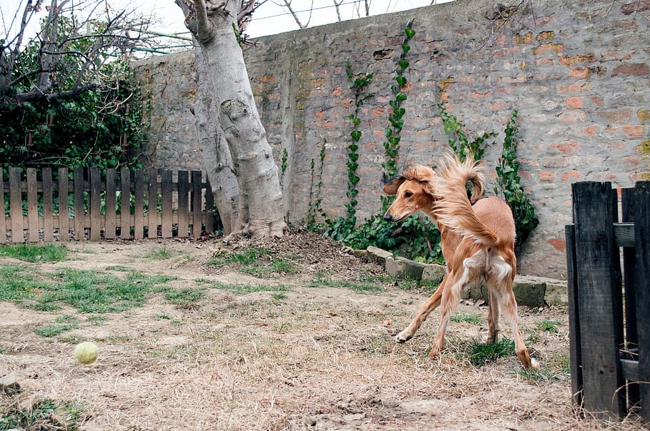 dog playing, saluki, persian greyhound, greyhound, pet, dog, friendly, pets, pets playing, sighthounds