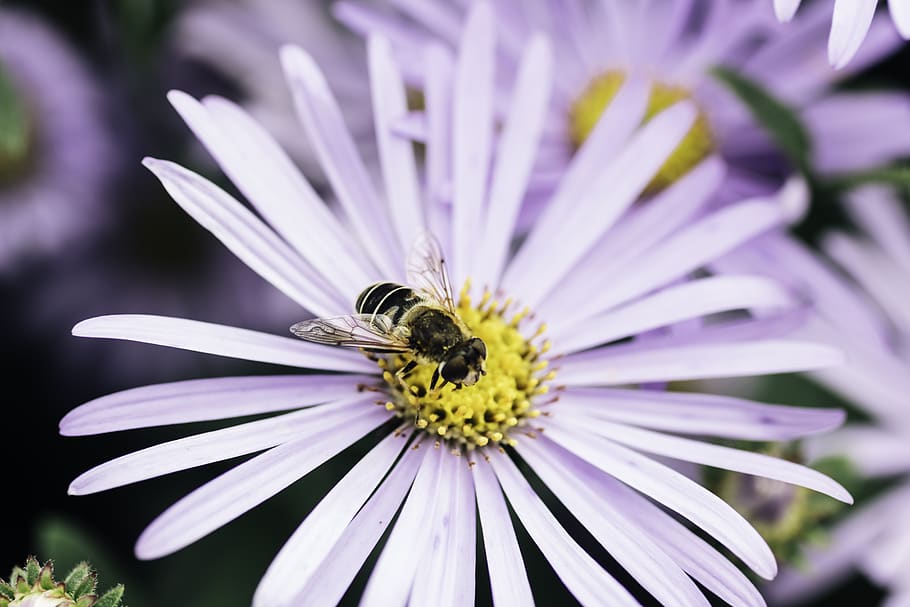 bee, insect, pollen, flower, pollinating, pollinator, pollinate, purple, summer, bloom