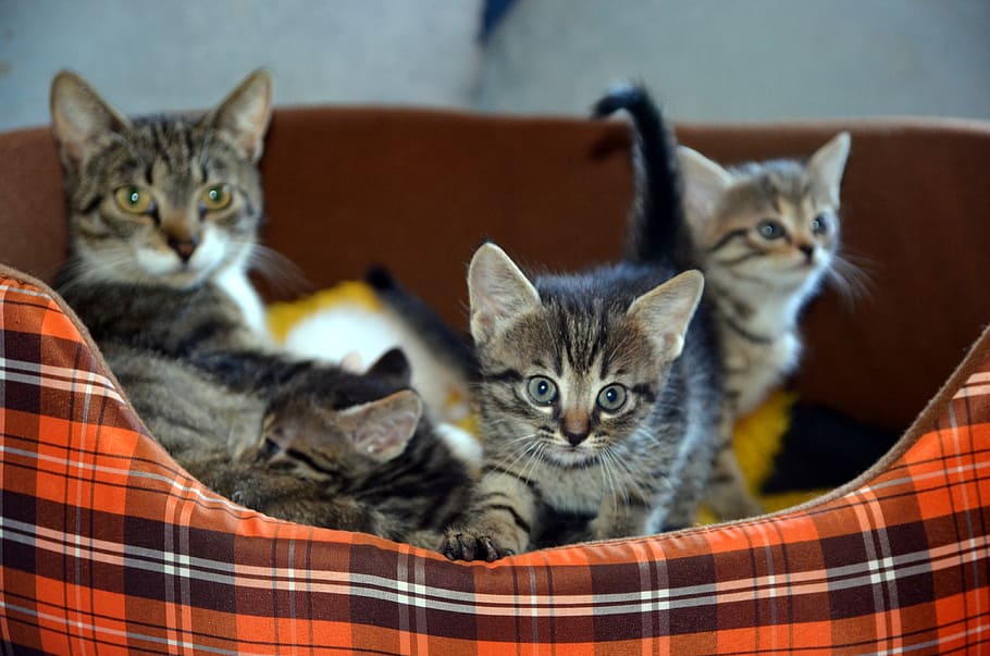 brown, tabby, cat, three, kittens, pet bed, family, pet, love, happy
