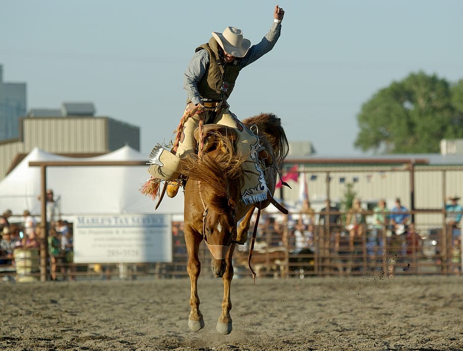 koboi, berkuda, kuda, rodeo, bronco, bucking, barat, joki, hewan, balap kuda