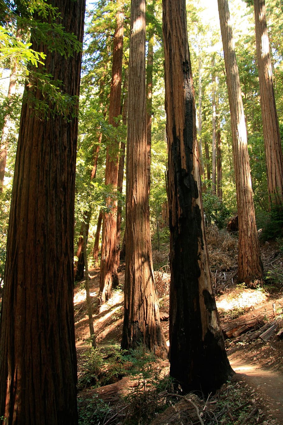 Redwood, Giant, Trees, California, Path, natural, tall, scenic, big, hiking