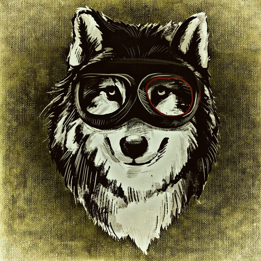 white, black, wolf, wearing, goggles, digital, wallpaper, dog, funny, cheeky