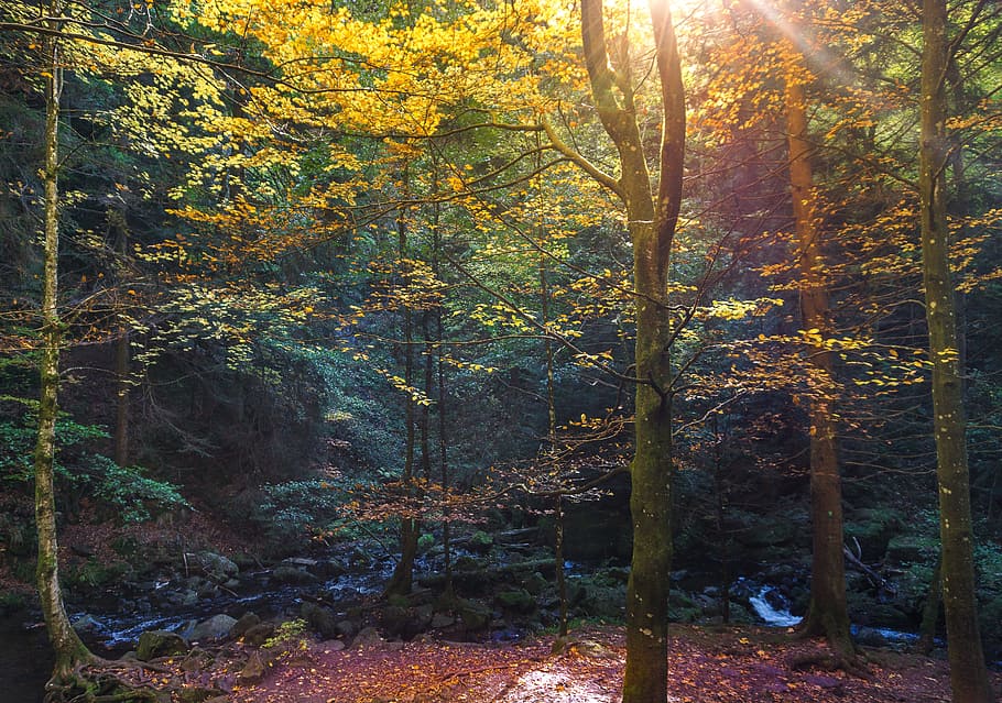 fotografía de bosque, bosque, hojas, octubre, estado de ánimo, color de otoño, otoño, naturaleza, puente, sendero forestal