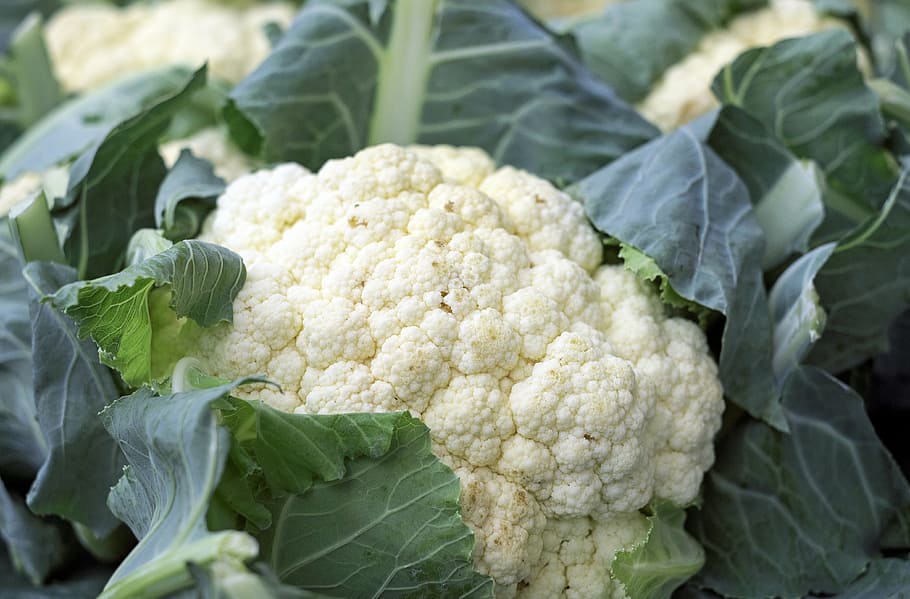 close-up photograph cauliflower, cauliflower, vegetables, food, vitamins, market fresh vegetables, vegan, vegetable, organic, agriculture