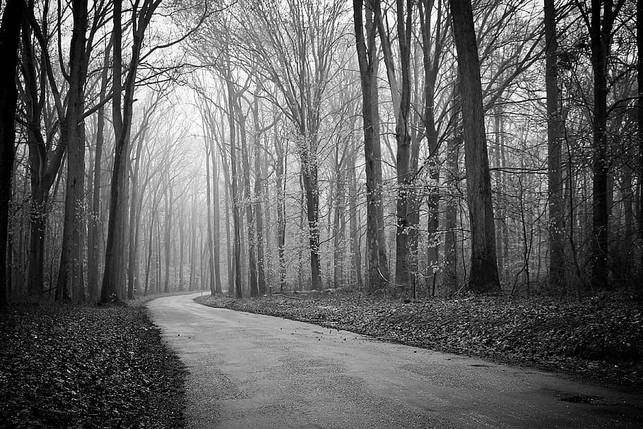 foggy, woods, trees, fog, road, mist, nature, path, black and white, tree