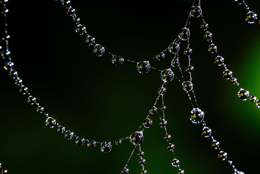 water dew, spider web, bokeh, dew, web, nature, spider, insect, cobweb, pattern