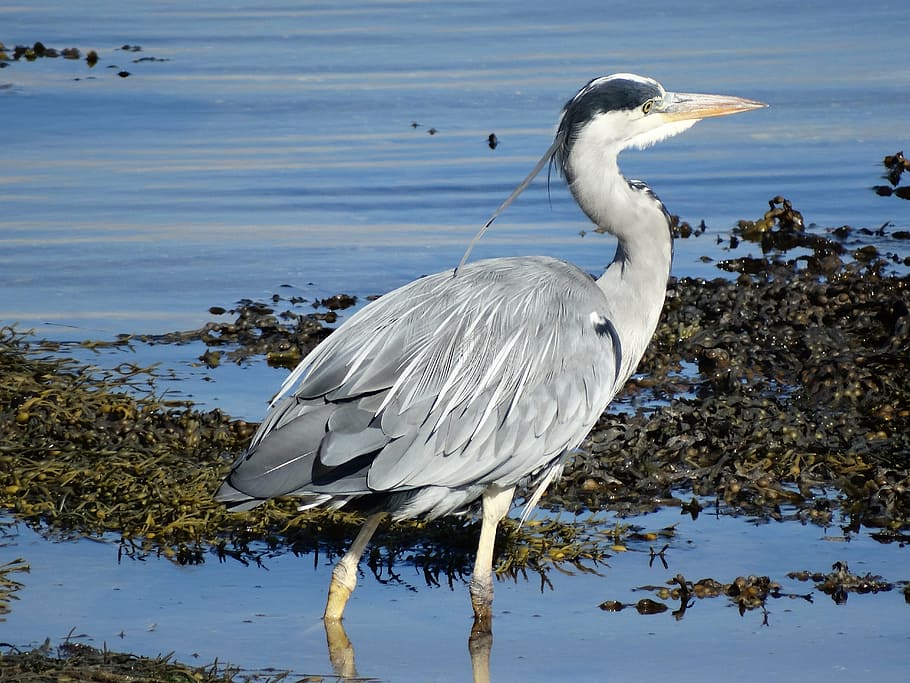 Free Download Heron Loch Fleet Sutherland Wildlife Bird Water