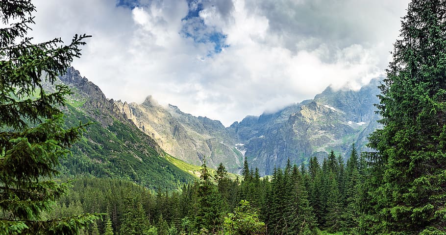 photography, green, pine trees, distance, brown, mountain, mountains, morskie oko, nature, landscape